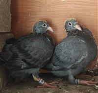 Ogłoszenie zdjęcie